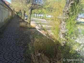 Le tamerici lungo la cinta del cimitero sono inguardabili - tgvercelli.it