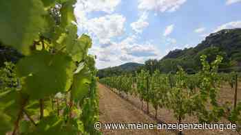 Reif auf der Insel: Wein im Rhein