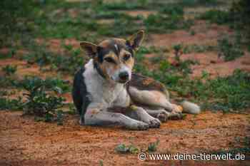 Celle: Polizei holt 22 Hunde aus Müll-Haus – Halterin beleidigt sie - DeineTierwelt Magazin