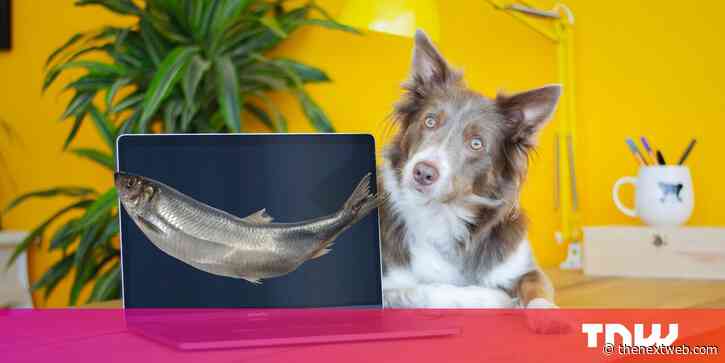 5 ways to identify job phishing schemes