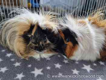 Guinea pig rescue centre in Leamington to host open day this weekend - WarwickshireWorld