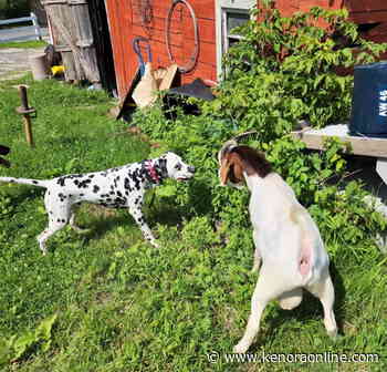 Help bring Goaty home this Sunday - KenoraOnline.com