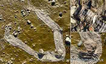 Snake skin on the Thames may have been left by a Boa constrictor 