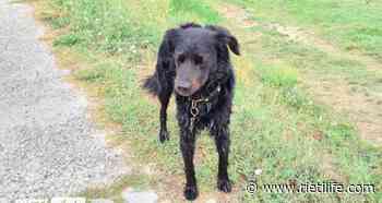 “Questo cane si è perso, chi lo riconosce?” - Rieti Life