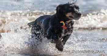 Warning over hidden dangers to dogs found on UK beaches