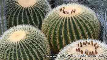 Zehn Zimmerpflanzen für sonnige Standorte