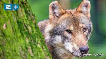 Marsberg: Wolfssichtung bestätigt – Das ist bisher bekannt - WP News