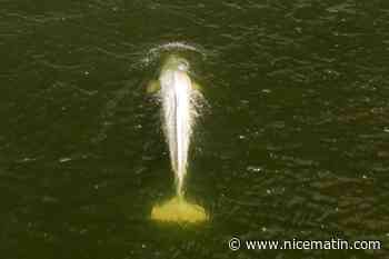 L’extraction du béluga coincé dans la Seine devrait débuter à 20 heures avec l’équipe de Marineland Antibes
