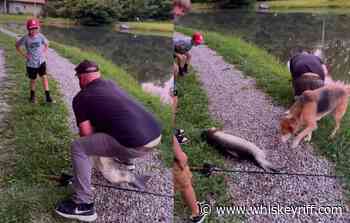 Dad Takes A Shot In The Family Jewels Wrestling A Monster Carp, Drops Straight To His Knees - Whiskey Riff
