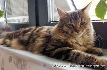 Katzenfotos - Pedi schaut fern, Scotty liebt Blumen - inSüdthüringen