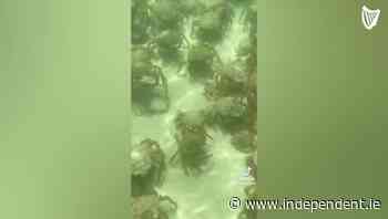 Thousands of spider crabs swarm beach in Cornwall - Independent.ie