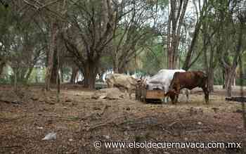Preocupa falta de lluvias a gobierno del estado - El Sol de Cuernavaca