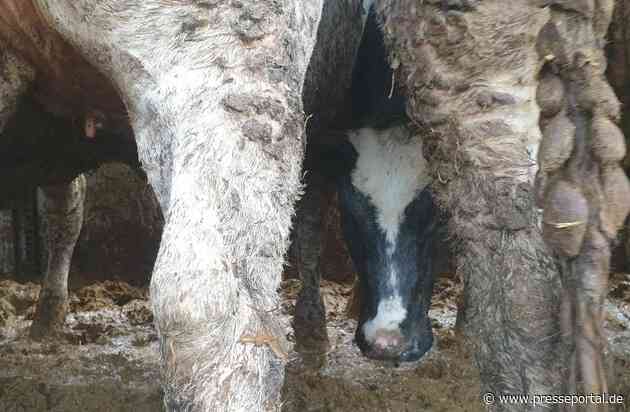 Eine Tortur, die auf einem Teller in einem Touristenressort endet: Kälbertransporte auf die Kanarischen Inseln