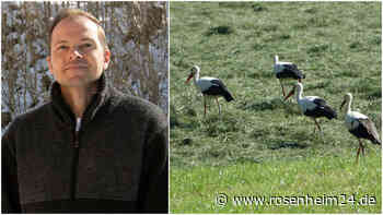 Von Bayern nach Spanien: 12 Störche beim Zwischenstopp in Sillersdorf