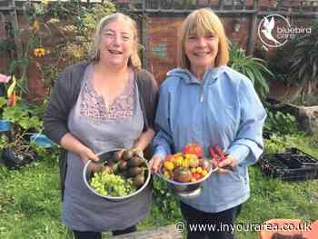 Bluebird Care backs August Allotment fun in Hammersmith and Fulham - In Your Area