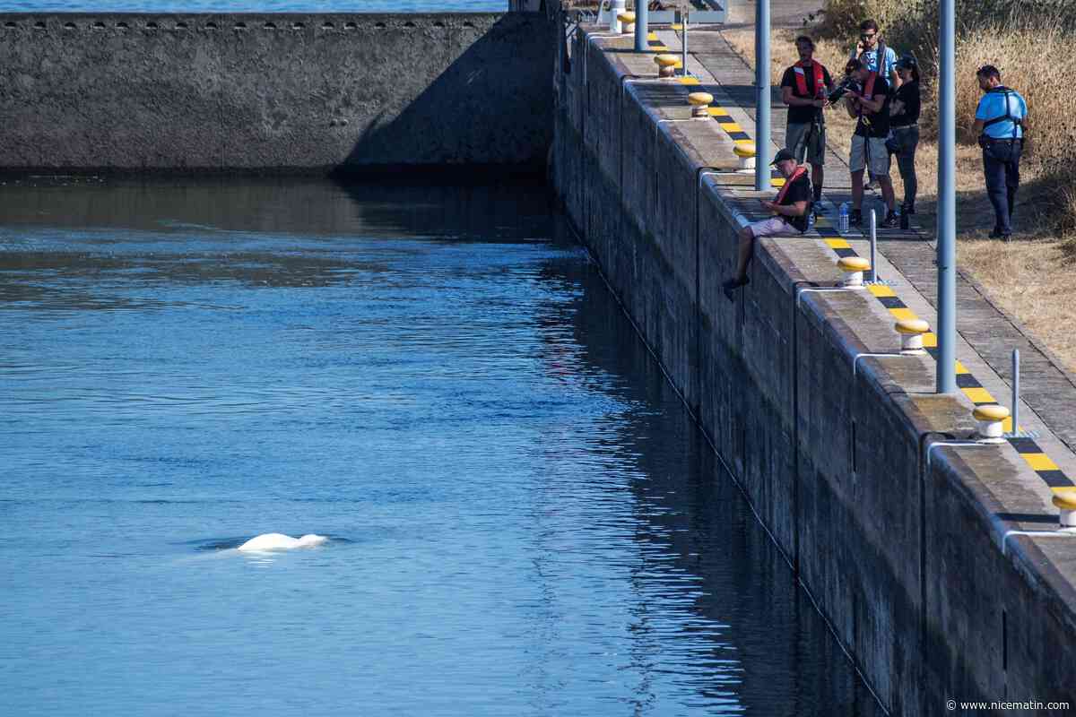 "Il y aura 24 personnes pour tenir les cordes du filet": comment l’opération d’extraction du béluga perdu dans la Seine va se dérouler ce soir