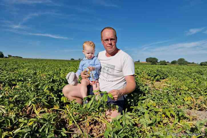 Landbouwers vrezen het ergste door aanhoudende droogte: “Tegen eind deze week zullen veel teelten kapot zijn”