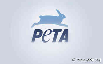 VICTORY! EGYPTAIR Ends Transport of Monkeys to Laboratories After International PETA Campaign - PETA