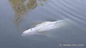 Beluga whale stuck in French river to be moved