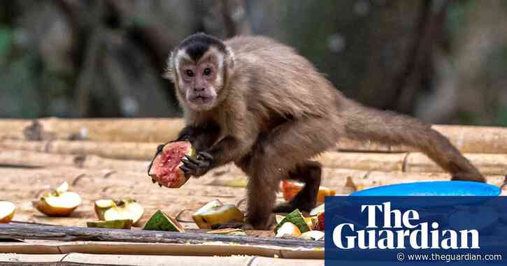 Brazilians told to stop attacks on monkeys over monkeypox