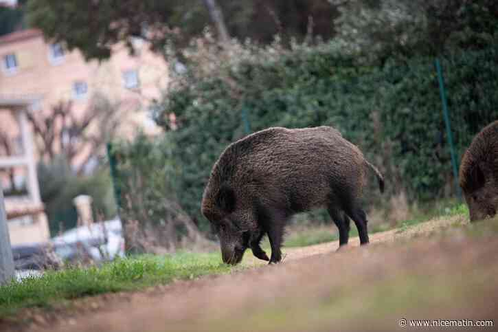 Passages répétés de sangliers sur sa propriété: comment réagir?