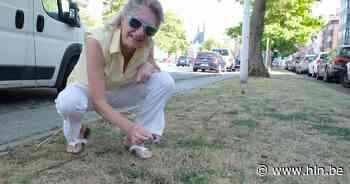 Christel prikt vlaggetjes in hondendrollen: “De grap heeft gewerkt” - Het Laatste Nieuws