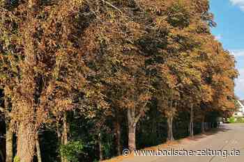 Die Kastanienallee am Brettenbach ist von der Miniermotte befallen - Emmendingen - badische-zeitung.de