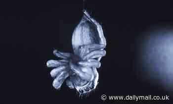 Spiders snooze just like humans - and may even dream, study says