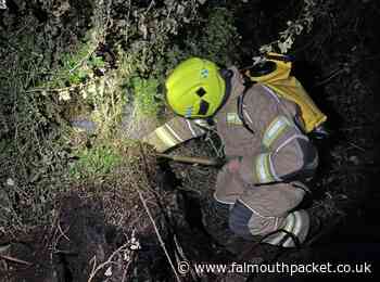 Fire crews back at Cornwall wild fire in Boscawen Park, Malpas, Truro - Falmouth Packet