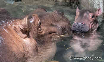 Cincinnati Zoo reveals gender of Fiona the hippo’s new sibling