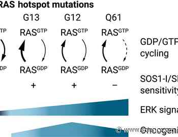 Heterogeneity in RAS mutations: One size does not fit all | Science Signaling