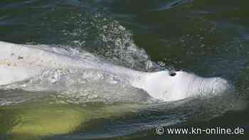 Belugawal hat sich in die Seine verirrt - Umweltschützer sorgen sich um das Tier