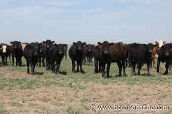 K-State Beef Stocker Field Day set for Sept. 29