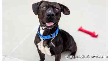 Refugio de Animales de Denver reduce tarifas de adopción durante todo el mes de agosto