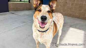 Denver Animal Shelter reduces fees on animal adoptions through August