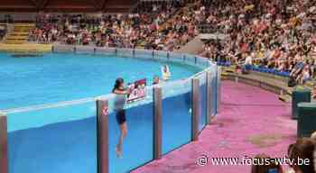 Activisten springen in bassin en verstoren dolfijnenshow in Brugge - Focus en WTV