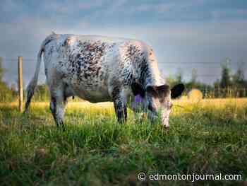 'We're hopeful': Alberta farming conditions significantly better after dry 2021 season - Edmonton Journal