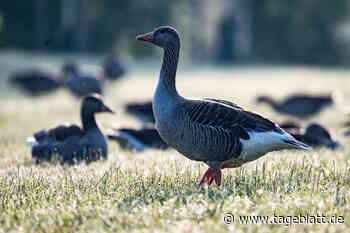 Vogelgrippe: BUND richtet Appell an Spaziergänger im Kreis Stade - Landkreis Stade - Stader Tageblatt - Tageblatt-online