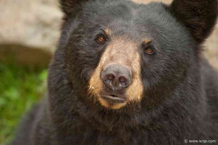 Bear Fest returns to Los Alamos