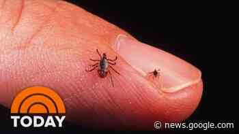 New Lyme Disease Vaccine Enters Final Phase: What To Know - TODAY