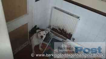Illegal Dagenham puppy farm owners sentenced - Barking and Dagenham Post