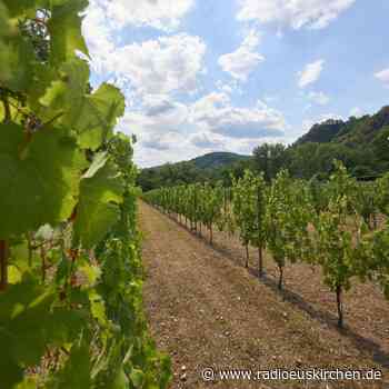 Reif auf der Insel: Wein im Rhein - radioeuskirchen.de