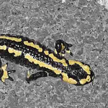 Feuersalamander in Nordeifel von Pilz bedroht - radioeuskirchen.de
