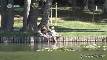 Huisartsen zien veel patiënten met klachten van uitdroging - TV Limburg