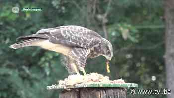 Hittegolf treft ook wilde dieren - TV Limburg
