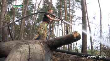 Brandweer zoekt vrijwilligers voor vele werk door hitte en droogte - TV Limburg
