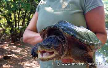 Il Pettirosso di Modena recupera una tartaruga azzannatrice nel bolognese - modenaindiretta.it