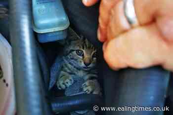 Navy helicopter engineer dismantles car to rescue stray kitten trapped inside - Ealing Times