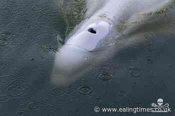 Rescuers to move whale stranded in French river to saltwater - Ealing Times