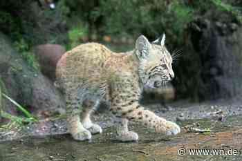 Rund 100 Namen für den kleinen Luchs